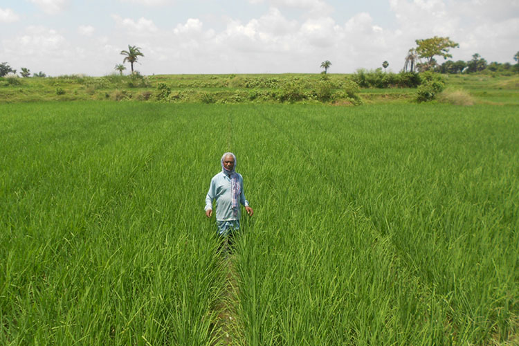 Agriculture Livelihood Activities